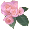 pink roses