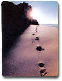 Footprints in the Sand